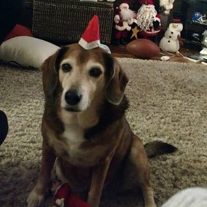 Meet your Posher, Darla